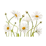 Ox Eye Daisies